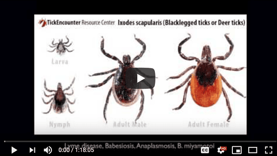 An Osteopathic Approach to Lyme Disease – Dr. Thomas A. Moorcroft, DO